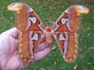 Attacus atlas en main.