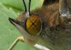 Grand Mars changeant (Apatura iris), femelle  fraîche éclose, gros plan de la tête.