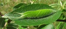 Grand Mars changeant (Apatura iris), chenille  au 5e stade, photo 1.