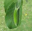 Grand Mars changeant (Apatura iris), chenille  au 5e stade, photo 2.