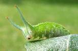 Grand Mars (Apatura iris), chenille.