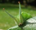 Grand Mars changeant (Apatura iris), chenille  au 5e stade, gros plan 3.