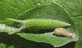 Grand Mars changeant (Apatura iris), chenille venant de passer au 4e stade.