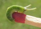 Grand Mars changeant (Apatura iris), chenille au 4e stade, photo 1.