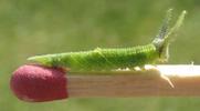 Grand Mars changeant (Apatura iris), chenille au 4e stade, photo 2