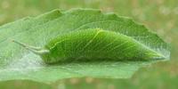 Grand Mars changeant (Apatura iris), chenille au 4e stade, photo 3