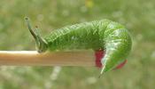 Grand Mars changeant (Apatura iris), chenille en fin de 4e stade, photo 1.