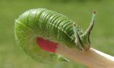 Grand Mars changeant (Apatura iris), chenille en fin de 4e stade, photo 3