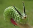 Grand Mars changeant (Apatura iris), chenille en fin de 4e stade, photo 4.