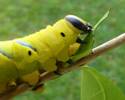 Sphinx tête de mort (Acherontia atropos), chenille.