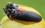 Sphinx tête de mort (Acherontia atropos), tête de chenille