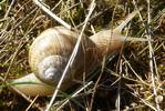 escargot