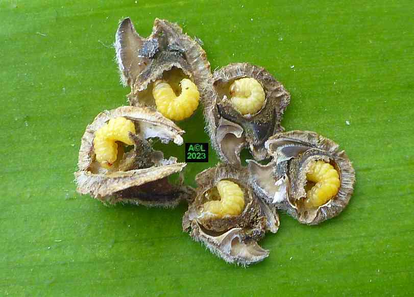 l'apion des roses trémières (Rhopalapion longirostre), biologie et