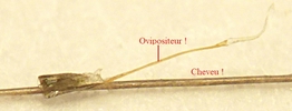Apion des roses trémières (Rhopalapion longirostre), comparaison de l'ovipositeur avec un cheveu !
