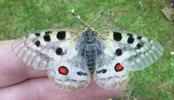 Apollon (Parnassius apollo), adulte en main, photo 1.