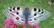Apollon (Parnassius apollo), adulte, photo 2.