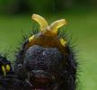 Apollon (Parnassius apollo), chenille, d&eacute;tail de l'osmeterium.