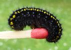 Apollon (Parnassius apollo), chenille stade 4, sur allumette étalon, photo 3.