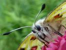 Apollon (Parnassius apollo), adulte,  gros plan, photo 3