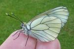 le Gazé ou piéride de l'aubépine (aporia crataegi), adulte en main.
