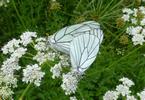 le Gazé ou piéride de l'aubépine (aporia crataegi), accouplement, photo 1.