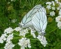 le Gazé ou piéride de l'aubépine (aporia crataegi), accouplement, photo 2