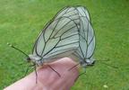 le Gazé ou piéride de l'aubépine (aporia crataegi), accouplement en main, photo 1.