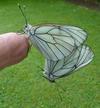 le Gazé ou piéride de l'aubépine (aporia crataegi), accouplement en main, photo 2.