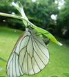 le Gazé ou piéride de l'aubépine (aporia crataegi),  femelle à pondre, photo 1.
