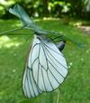 le Gazé ou piéride de l'aubépine (aporia crataegi),  femelle à pondre, photo 2.