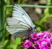 le Gazé ou piéride de l'aubépine (aporia crataegi), adulte à butiner, photo 1.