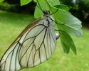 le Gazé ou piéride de l'aubépine (aporia crataegi),  femelle à pondre, photo 3.