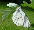 le Gazé ou piéride de l'aubépine (aporia crataegi),  femelle à pondre, photo 4.
