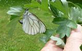 le Gazé ou piéride de l'aubépine (aporia crataegi),  femelle à pondre en main, photo 1.