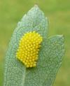 le Gazé ou piéride de l'aubépine (aporia crataegi),  exemple de ponte, photo 2
