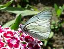 le Gazé ou piéride de l'aubépine (aporia crataegi), adulte à butiner, photo 2