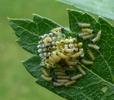 le Gaz&eacute; ou pi&eacute;ride de l'aub&eacute;pine (aporia crataegi), ponte en train d'&eacute;clore, photo 2.