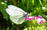 le Gazé ou piéride de l'aubépine (aporia crataegi), adulte à butiner, photo 3