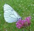 le Gazé ou piéride de l'aubépine (aporia crataegi), adulte à butiner, photo 4