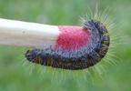 le Gazé ou piéride de l'aubépine (aporia crataegi), chenilles au 4e stade larvaire, photo 2.