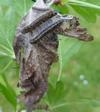 le Gaz&eacute; ou pi&eacute;ride de l'aub&eacute;pine (aporia crataegi), chenilles  sur leur nid, photo 1.