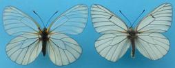le Gazé ou piéride de l'aubépine (aporia crataegi), couple de collection, et donc  étalé.