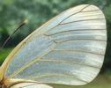 le Gazé ou piéride de l'aubépine (aporia crataegi), détail de l'aile d'une femelle, photo 2.
