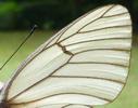 le Gazé ou piéride de l'aubépine (aporia crataegi),  détail de l'aile d'un mâle, photo 2.