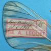 le Gazé ou piéride de l'aubépine (aporia crataegi), illustration de la transparence des ailes de la femelle