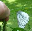 le Gazé ou piéride de l'aubépine (aporia crataegi),  femelle à pondre en main, photo 2.