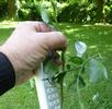 le Gazé ou piéride de l'aubépine (aporia crataegi),  femelle à pondre en main, photo 3.