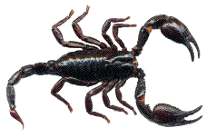 scorpion noir, mexique