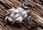 Scorpion &agrave; queue jaune (Euscorpius flavicaudis) femelle avec ses jeunes sur le dos, photo 2.