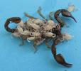 Scorpion &agrave; queue jaune (Euscorpius flavicaudis) femelle avec ses jeunes sur le dos, photo 3.